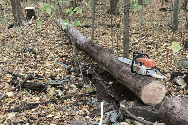 Log and chainsaw